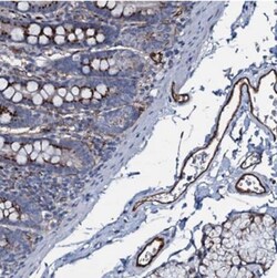 CLEC14A Antibody, Novus Biologicals 0.1mL; Unlabeled:Antibodies, Polyclonal