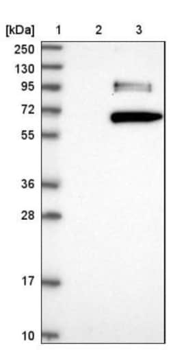 CLEC14A Antibody, Novus Biologicals 0.1mL; Unlabeled:Antibodies, Polyclonal