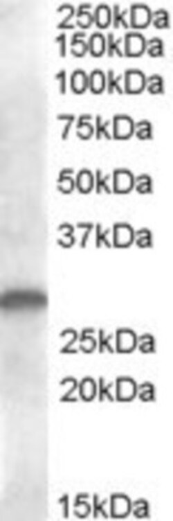 CLEC-2/CLEC-1B Antibody, Novus Biologicals 0.1mg; Unlabeled:Antibodies,