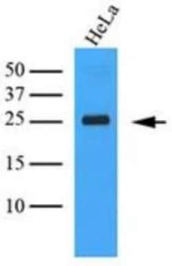 CLEC4E Antibody (16E3) - BSA Free, Novus Biologicals 0.1mL; Unlabeled:Anticorps,