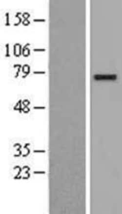Novus Biologicals&trade;&nbsp;CLGN Overexpression Lysate
