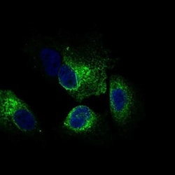 CLGN Antibody (1C8B6) - BSA Free, Novus Biologicals:Antibodies:Primary
