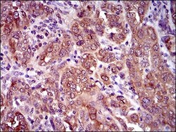 CLGN Antibody (1C8B6) - BSA Free, Novus Biologicals:Antibodies:Primary