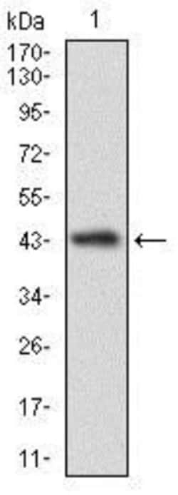 CLGN Antibody (1C8B6) - BSA Free, Novus Biologicals:Antibodies:Primary