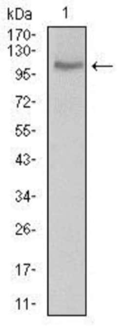 CLGN Antibody (1C8B6) - BSA Free, Novus Biologicals:Antibodies:Primary