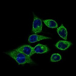 CLGN Antibody (9C8G10) - BSA Free, Novus Biologicals:Antibodies:Primary