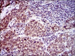 CLGN Antibody (9C8G10) - BSA Free, Novus Biologicals:Antibodies:Primary
