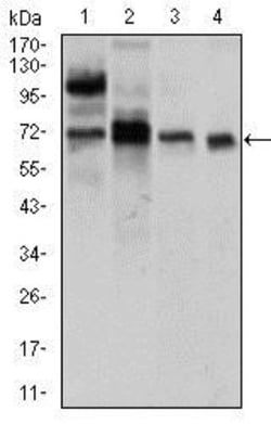 CLGN Antibody (9C8G10) - BSA Free, Novus Biologicals:Antibodies:Primary