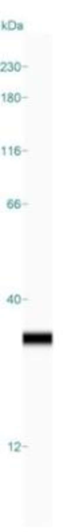 CLIC3 Antibody, Novus Biologicals:Antibodies:Primary Antibodies