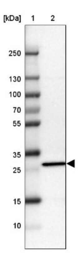 CLIC3 Antibody, Novus Biologicals:Antibodies:Primary Antibodies