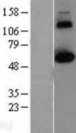 Novus Biologicals&trade;&nbsp;CLK2 Overexpression Lysate