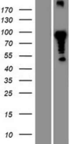 Novus Biologicals&trade;&nbsp;CLNK Overexpression Lysate