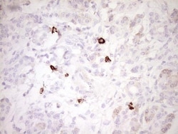 CLOCK Antibody (OTI2H7), Novus Biologicals 0.1mL; Unlabeled:Antibodies,