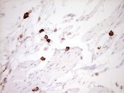 CLOCK Antibody (OTI2H7), Novus Biologicals 0.1mL; Unlabeled:Antibodies,