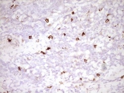 CLOCK Antibody (OTI2H7), Novus Biologicals 0.1mL; Unlabeled:Antibodies,
