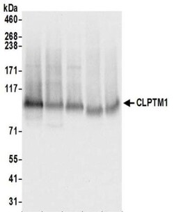 CLPTM1 Antibody, Novus Biologicals 0.1mg; Unlabeled:Antibodies, Polyclonal