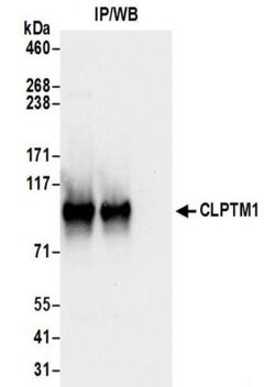 CLPTM1 Antibody, Novus Biologicals 0.1mg; Unlabeled:Antibodies, Polyclonal