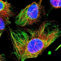 CLRN2 Antibody, Novus Biologicals:Antibodies:Primary Antibodies