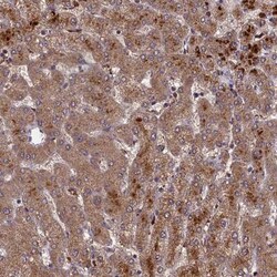 CLRN2 Antibody, Novus Biologicals:Antibodies:Primary Antibodies