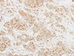 Clusterin-like 1/CLUL1 Antibody, Novus Biologicals 0.1mL; Unlabeled:Antibodies,
