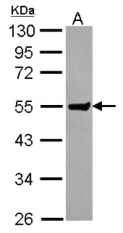 Clusterin-like 1/CLUL1 Antibody, Novus Biologicals 0.1mL; Unlabeled:Antibodies,
