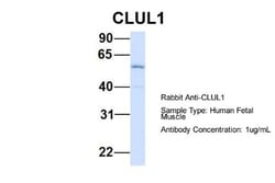 Clusterin-like 1/CLUL1 Antibody, Novus Biologicals 100&mu;L; Unlabeled:Antibodies,