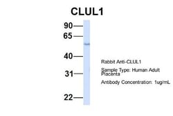 Clusterin-like 1/CLUL1 Antibody, Novus Biologicals 100&mu;L; Unlabeled:Antibodies,