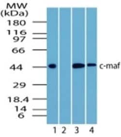 c-Maf Antibody - BSA Free, Novus Biologicals 0.1mg; Unlabeled:Antibodies,
