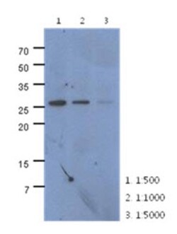 CMBL Antibody (2B11) - BSA Free, Novus Biologicals 0.1mL; Unlabeled:Antibodies,