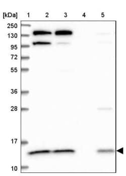 CMC1 Antibody, Novus Biologicals 25 &mu;L; Unlabeled:Antibodies, Polyclonal