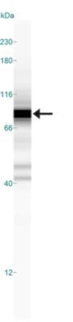 c-Myc Antibody (9E10) - BSA Free, Novus Biologicals:Antibodies:Primary