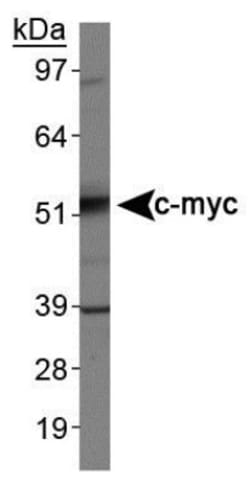 c-Myc Antibody (9E10) - BSA Free, Novus Biologicals:Antibodies:Primary