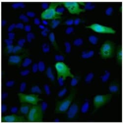 c-Myc Antibody (Myc.A7) - Azide and BSA Free, Novus Biologicals:Antibodies:Primary