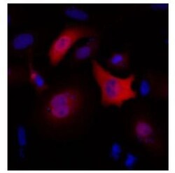 c-Myc Antibody (Myc.A7) - Azide and BSA Free, Novus Biologicals:Antibodies:Primary