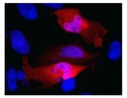 c-Myc Antibody (Myc.A7) - Azide and BSA Free, Novus Biologicals:Antibodies:Primary