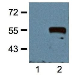 c-Myc Antibody (Myc.A7) - Azide and BSA Free, Novus Biologicals:Antibodies:Primary