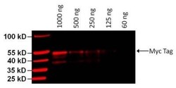 c-Myc Antibody (Myc.A7) - Azide and BSA Free, Novus Biologicals:Antibodies:Primary