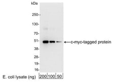 c-Myc Antibody, HRP, Novus Biologicals 0.1mL; HRP:Antibodies, Polyclonal