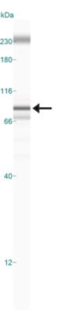 c-Myc Antibody, Novus Biologicals 0.025 mL | Buy Online | Novus Biologicals | Fisher Scientific