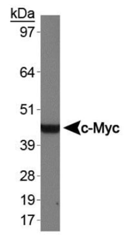 c-Myc Antibody, Novus Biologicals 0.025 mL | Buy Online | Novus Biologicals | Fisher Scientific