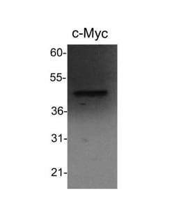 c-Myc Antibody, Novus Biologicals 0.025 mL | Buy Online | Novus Biologicals | Fisher Scientific