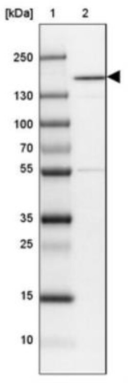 CNAP1 Antibody, Novus Biologicals:Antibodies:Primary Antibodies