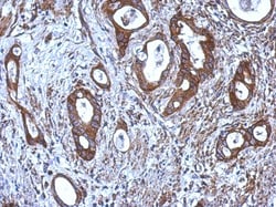Carnosine Dipeptidase 1/CNDP1 Antibody, Novus Biologicals 0.1mL; Unlabeled:Antibodies,
