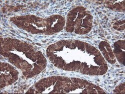 Cytosol Nonspecific Dipeptidase (CNDP2)/CPGL Antibody (OTI8A2), Novus Biologicals