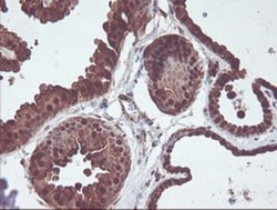 Cytosol Nonspecific Dipeptidase (CNDP2)/CPGL Antibody (OTI8A2), Novus Biologicals