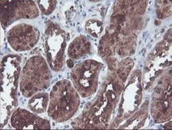 Cytosol Nonspecific Dipeptidase (CNDP2)/CPGL Antibody (OTI8A2), Novus Biologicals