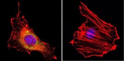 CNG1 Antibody (CNC 9C1), Novus Biologicals 0.1mL; Unlabeled:Antibodies,