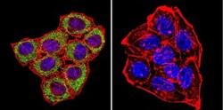 CNG1 Antibody (CNC 9C1), Novus Biologicals 0.1mL; Unlabeled:Antibodies,