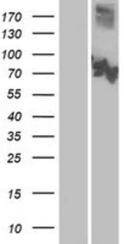 Novus Biologicals&trade;&nbsp;CNGA3 Overexpression Lysate