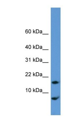 CNIH Antibody, Novus Biologicals 100&mu;L; Unlabeled:Antibodies, Polyclonal